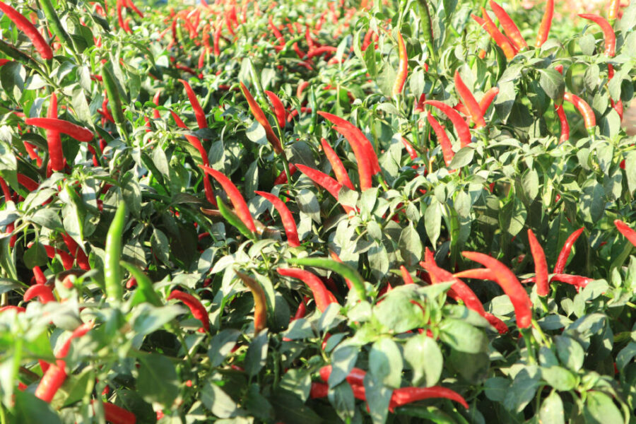 close up red chili plant scaled
